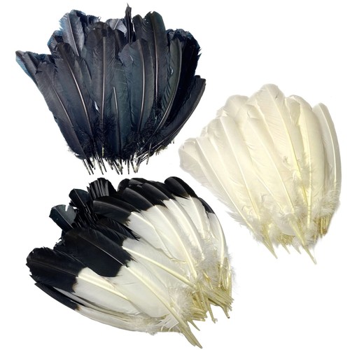 Imitation eagle quills - -, black
