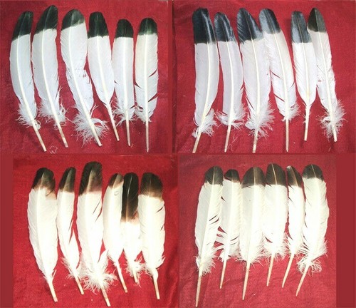 Large imitation eagle - 6, 10-12"