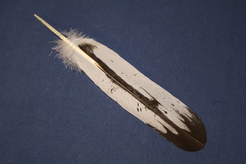 Native american professionally - american,
